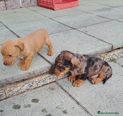 Teckel perros Teckel - Anuncio 36