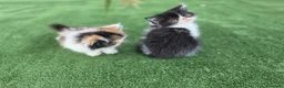 Persa gatos en venta: Gatitos persa - Anuncio 2