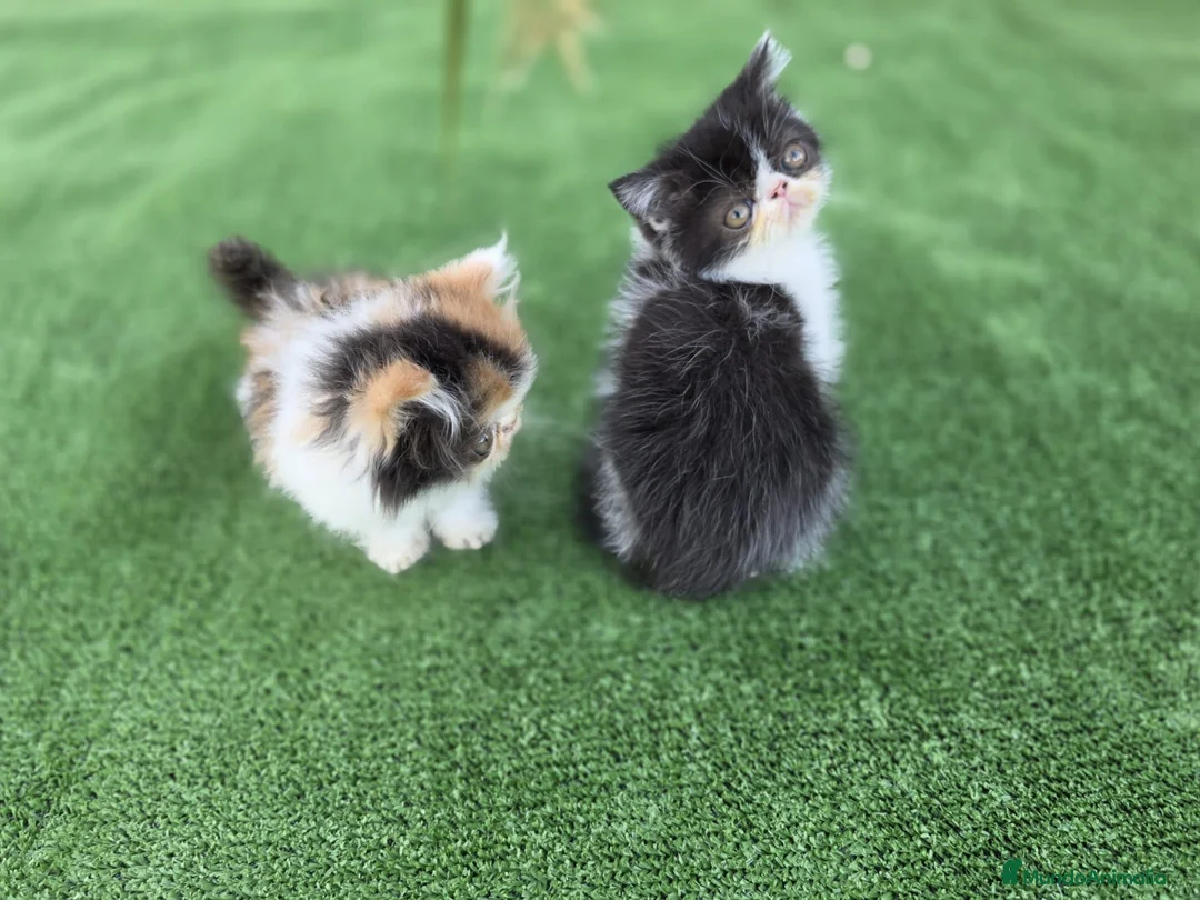 Persa gatos en venta: Gatitos persa - Anuncio 2