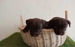 Labrador Retriever perros en venta: LABRADOR CHOCOLATE NUEVA CAMADA  - Imagen 6