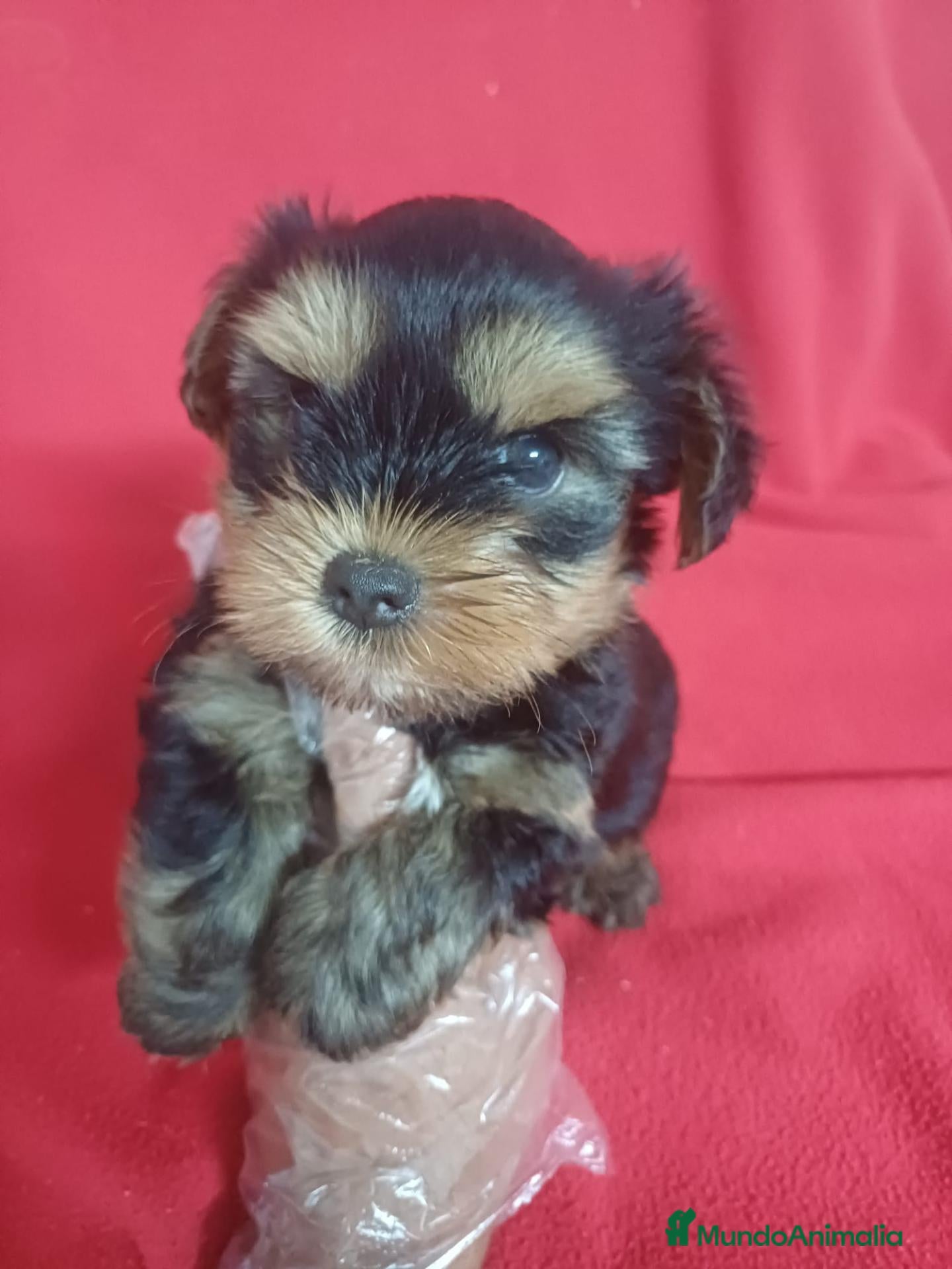 Yorkshire Terrier perros Yorkshire Terrier Mini  - Anuncio 3