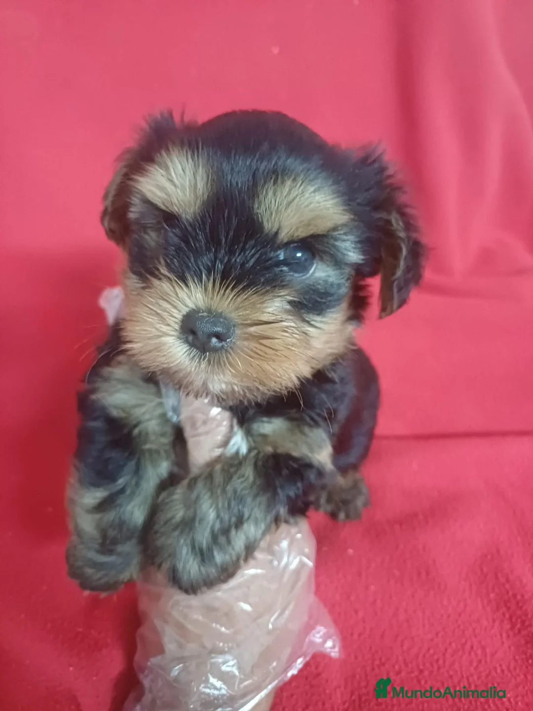 Yorkshire Terrier perros en venta: Yorkshire Terrier Mini  - Anuncio 1
