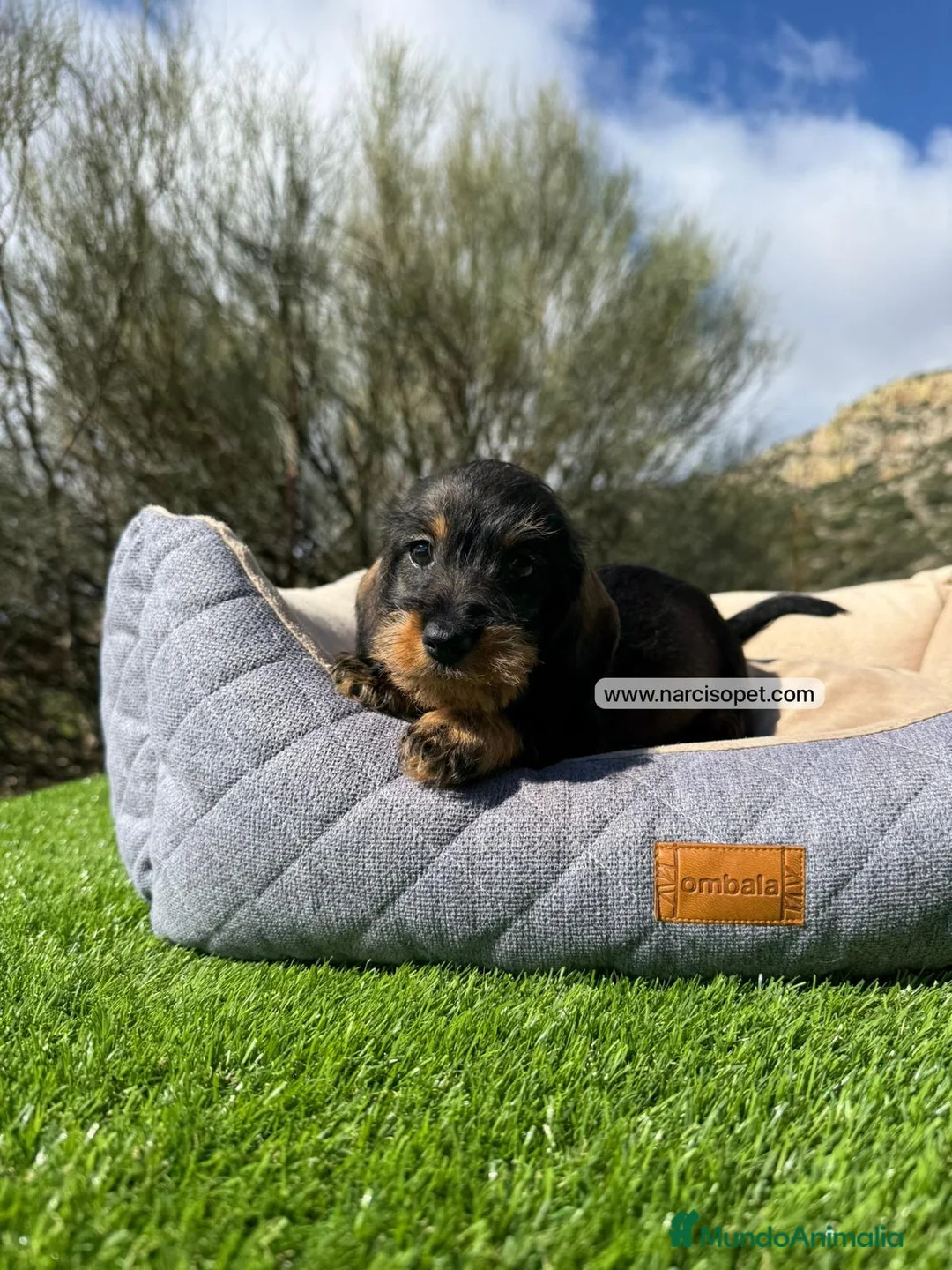 Teckel Miniatura perros en venta: TECKEL PELO DURO - Anuncio 6