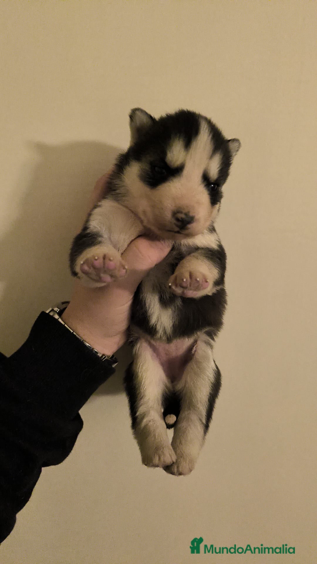 Husky Siberiano perros Husky  - Anuncio 1