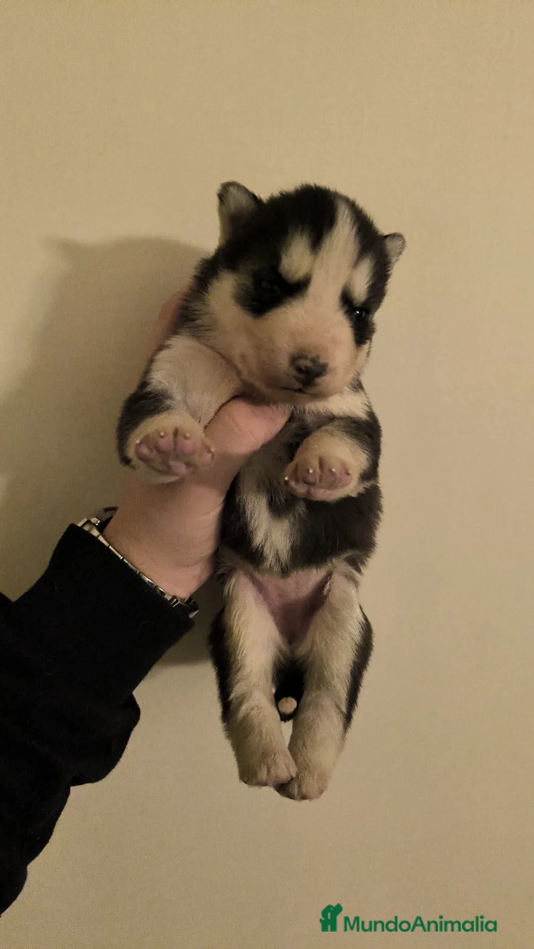 Husky Siberiano perros en venta: Husky  - Anuncio 1