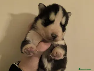 Husky Siberiano perros Husky - Anuncio 1