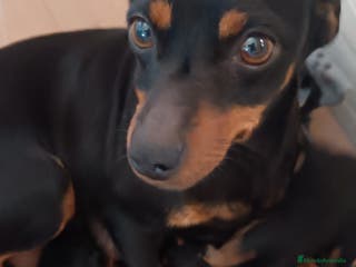 Pinscher Miniatura perros Cachorro Mini Pinscher - Anuncio 3