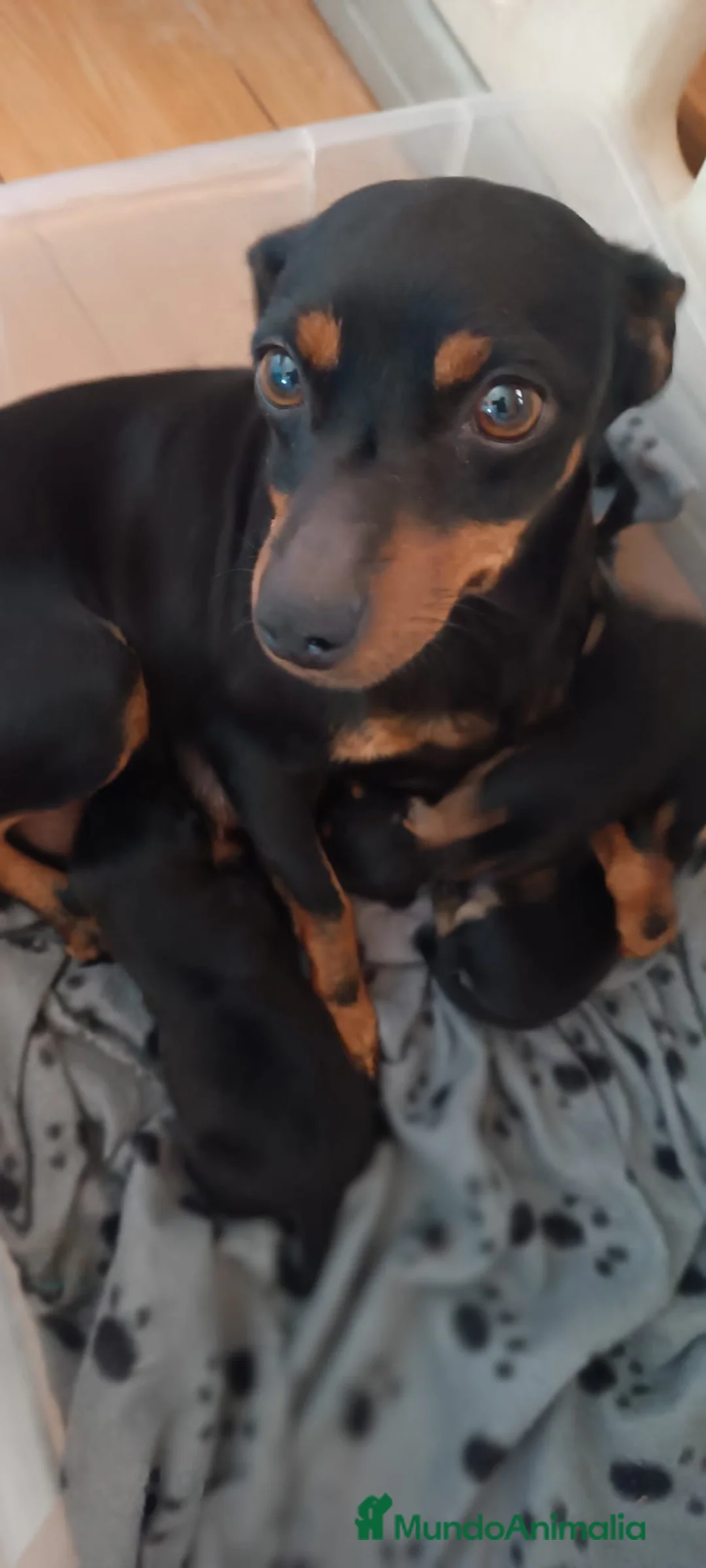 Pinscher Miniatura perros en venta: Cachorro Mini Pinscher - Anuncio 1