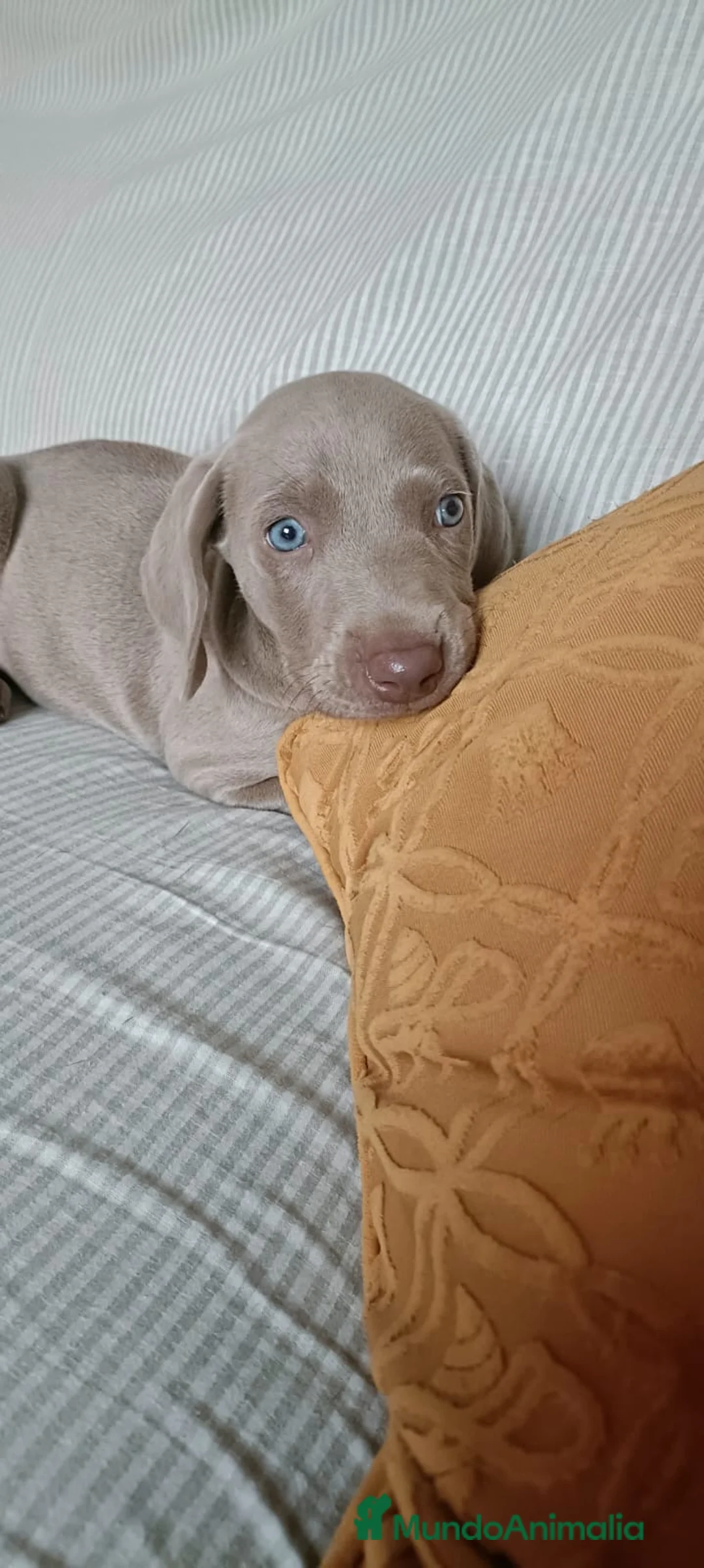 Weimaraner perros en venta: Preciosa Hembra Braco de Weimar Pura Raza - Anuncio 2