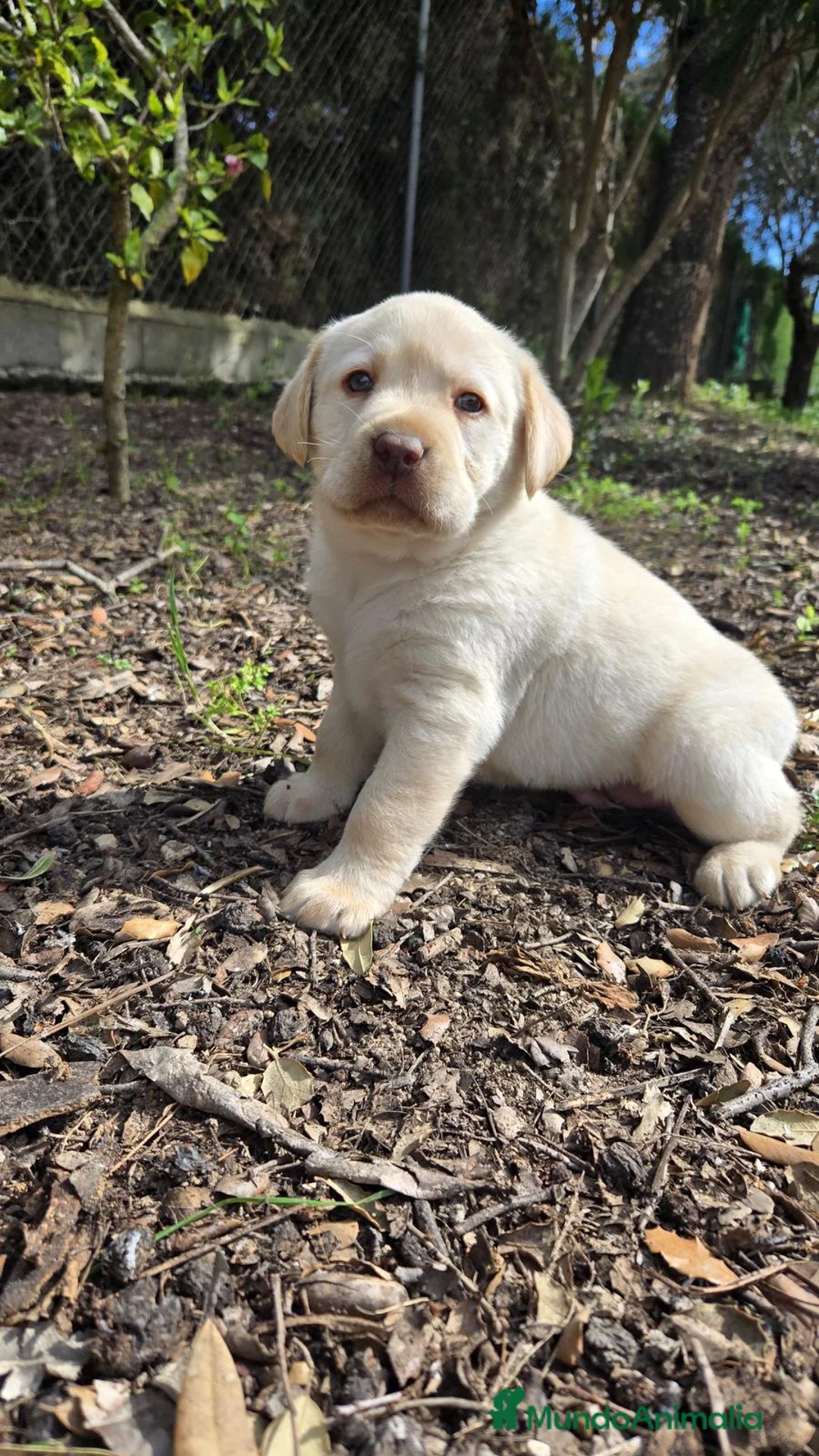 Labrador Retriever perros en venta: Cachorros labrador retriever - Anuncio 1