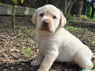 Labrador Retriever perros Cachorros labrador retriever - Anuncio 2