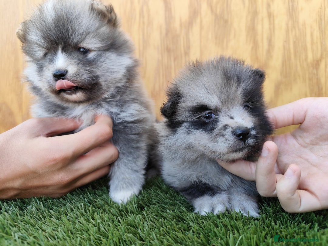 Pomsky perros en venta: Pomsky  - Imagen 5
