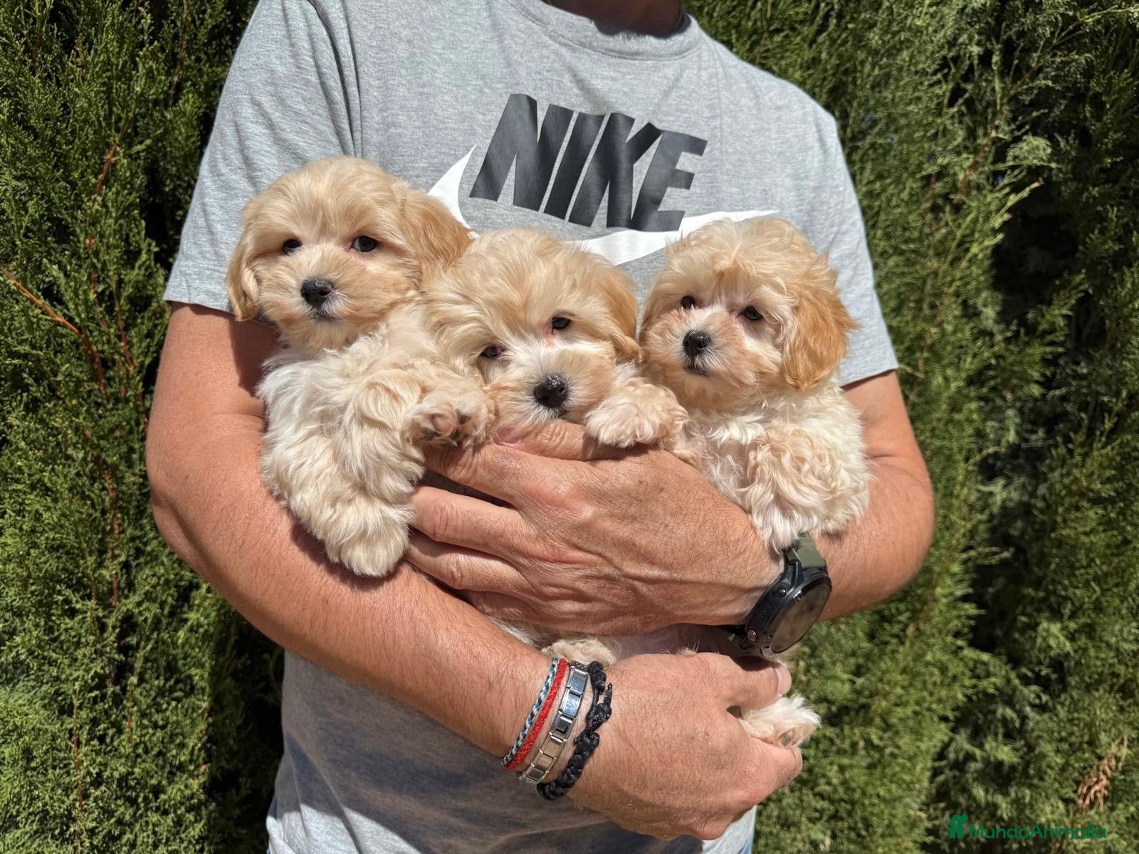 Maltipoo perros Maltipoo nos queda un precioso cachorro!! - Anuncio 2