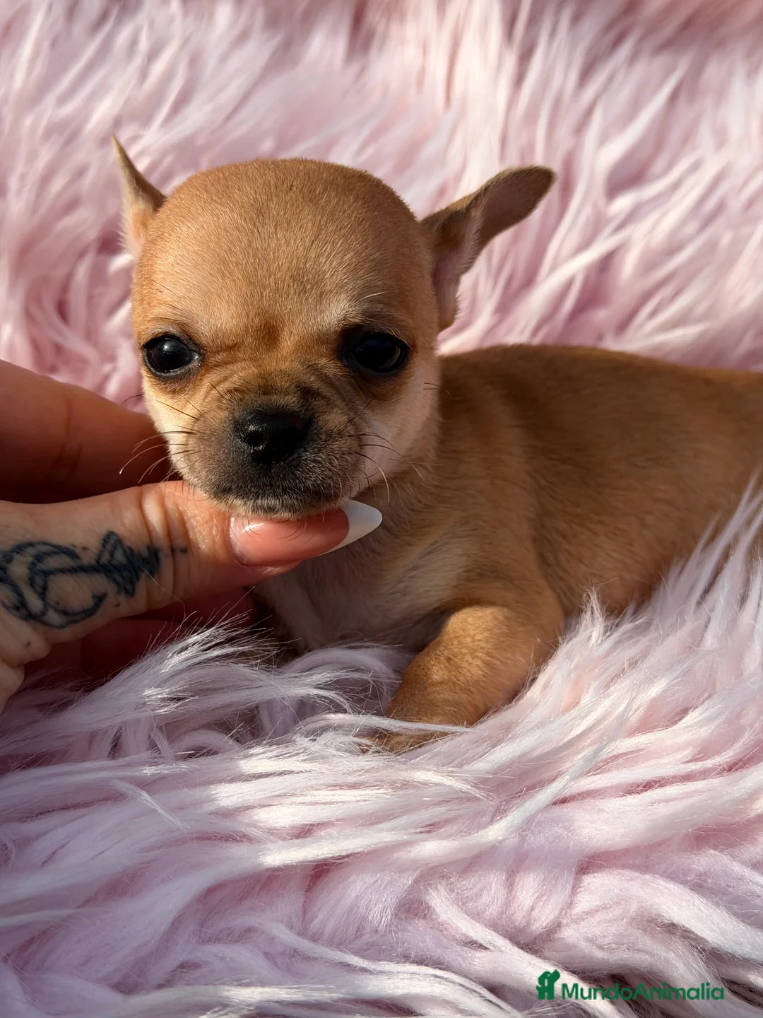 Chihuahua perros en venta: Chihuahua crema Minitoy  - Anuncio 1