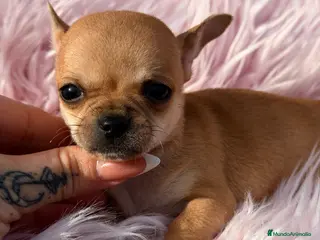 Chihuahua perros Chihuahua crema Minitoy - Anuncio 2