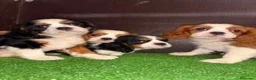 Cavalier King Charles Spaniel perros en venta: CAVALIERS - Anuncio 1