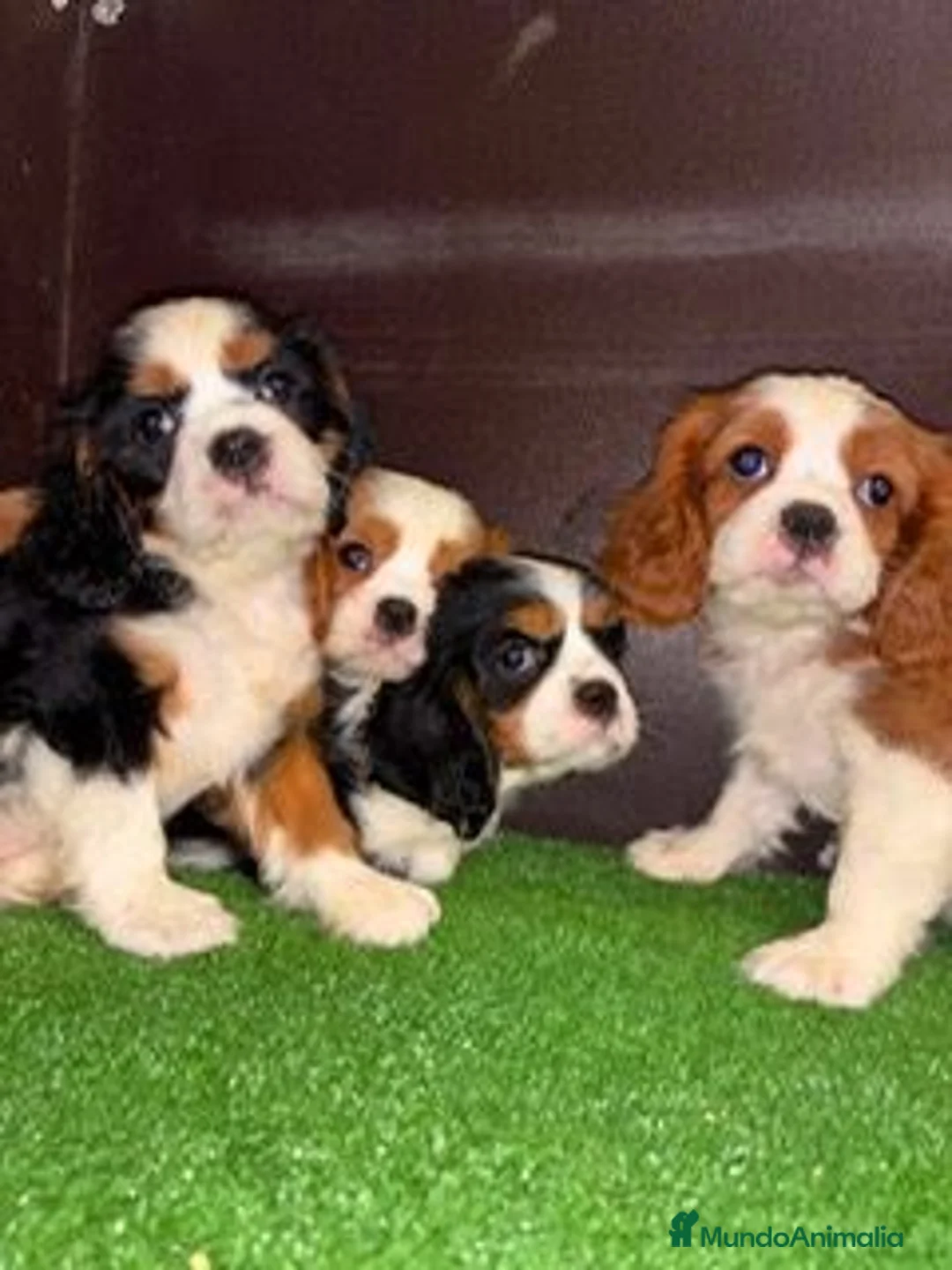 Cavalier King Charles Spaniel perros en venta: CAVALIERS - Anuncio 1