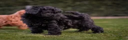 Caniche Toy perros en venta: Caniches Toy color negro  - Anuncio 6