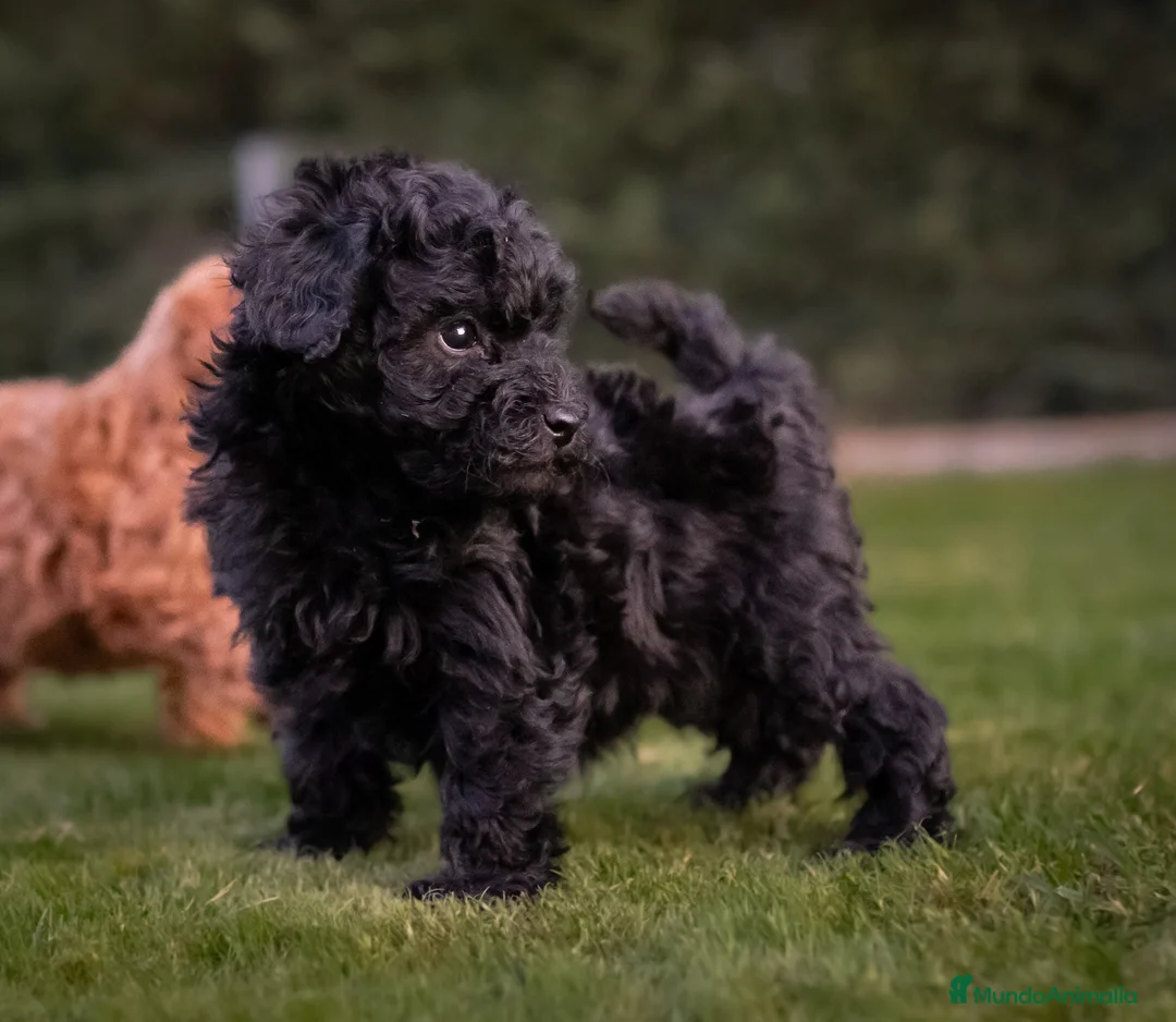 Caniche Toy perros en venta: Caniches Toy color negro  - Anuncio 6