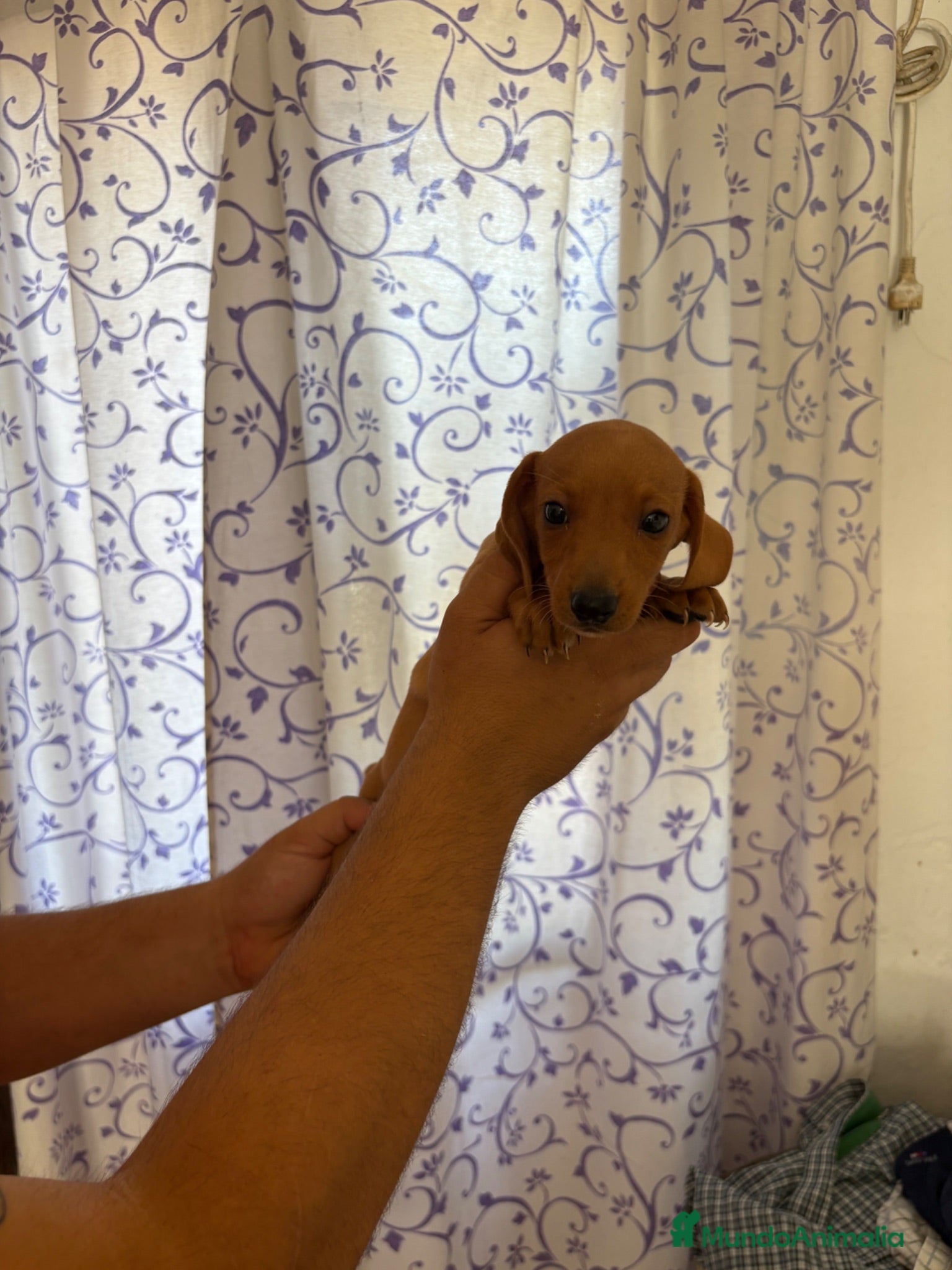 Teckel perros Teckels Kaninchen  - Anuncio 1