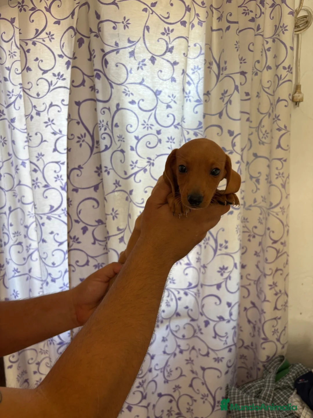 Teckel perros en venta: Teckels Kaninchen  - Anuncio 1