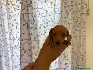 Teckel perros Teckels Kaninchen - Anuncio 8