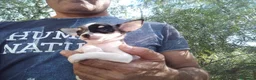 Chihuahua perros en venta: Chihuahua hembra muy pequeña. - Anuncio 4