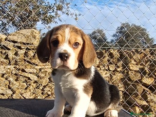 Beagle perros en Badajoz - Anuncio 6