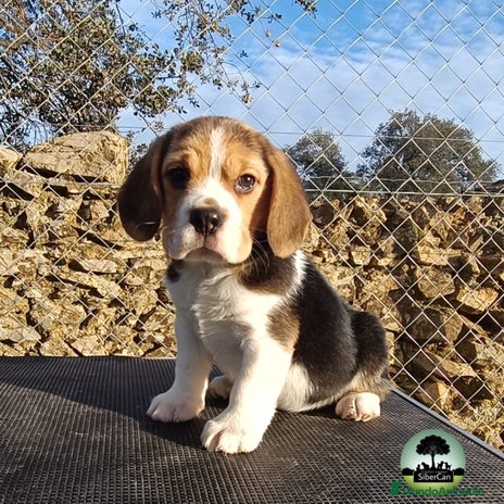 Beagle perros en Badajoz - Anuncio 1