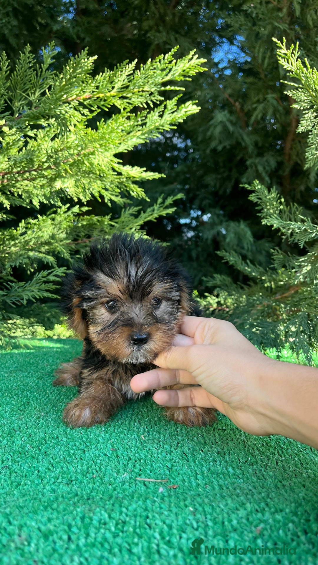 Yorkshire Terrier perros en venta: Camada de Yorkshire Terrier  - Imagen 1