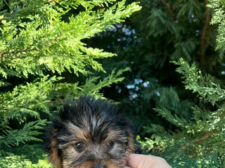 Yorkshire Terrier perros - Anuncio 6
