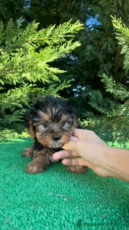 Yorkshire Terrier perros - Anuncio 7