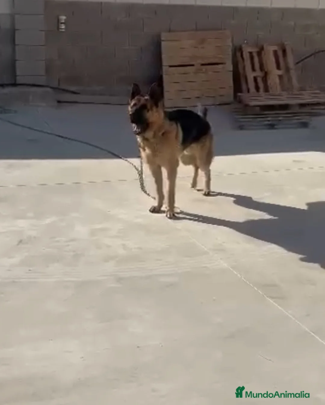 Pastor Alemán perros en venta: CAMADA PASTOR ALEMÁN  en Alicante - Anuncio 1