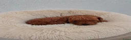 Caniche Toy perros en venta: Caniche Toy rojizo - Anuncio 2