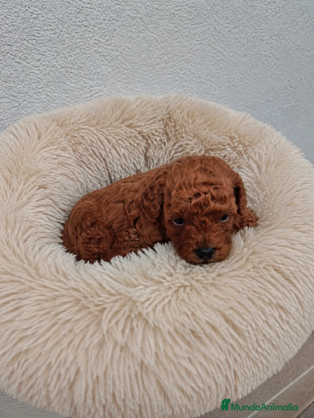 Caniche Toy perros en venta: Caniche Toy rojizo - Anuncio 2