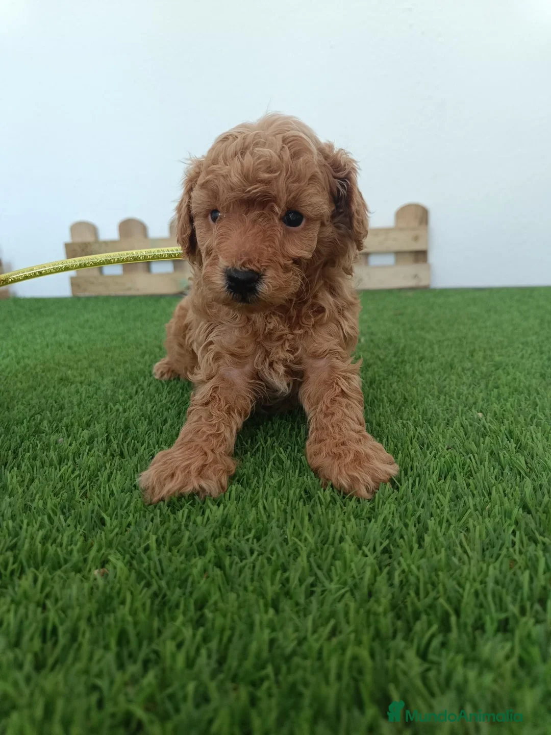 Caniche Toy perros en venta: Caniche enano  - Anuncio 6