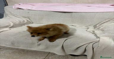 Pomerania perros Pomeranias machos 6 meses - Anuncio 5