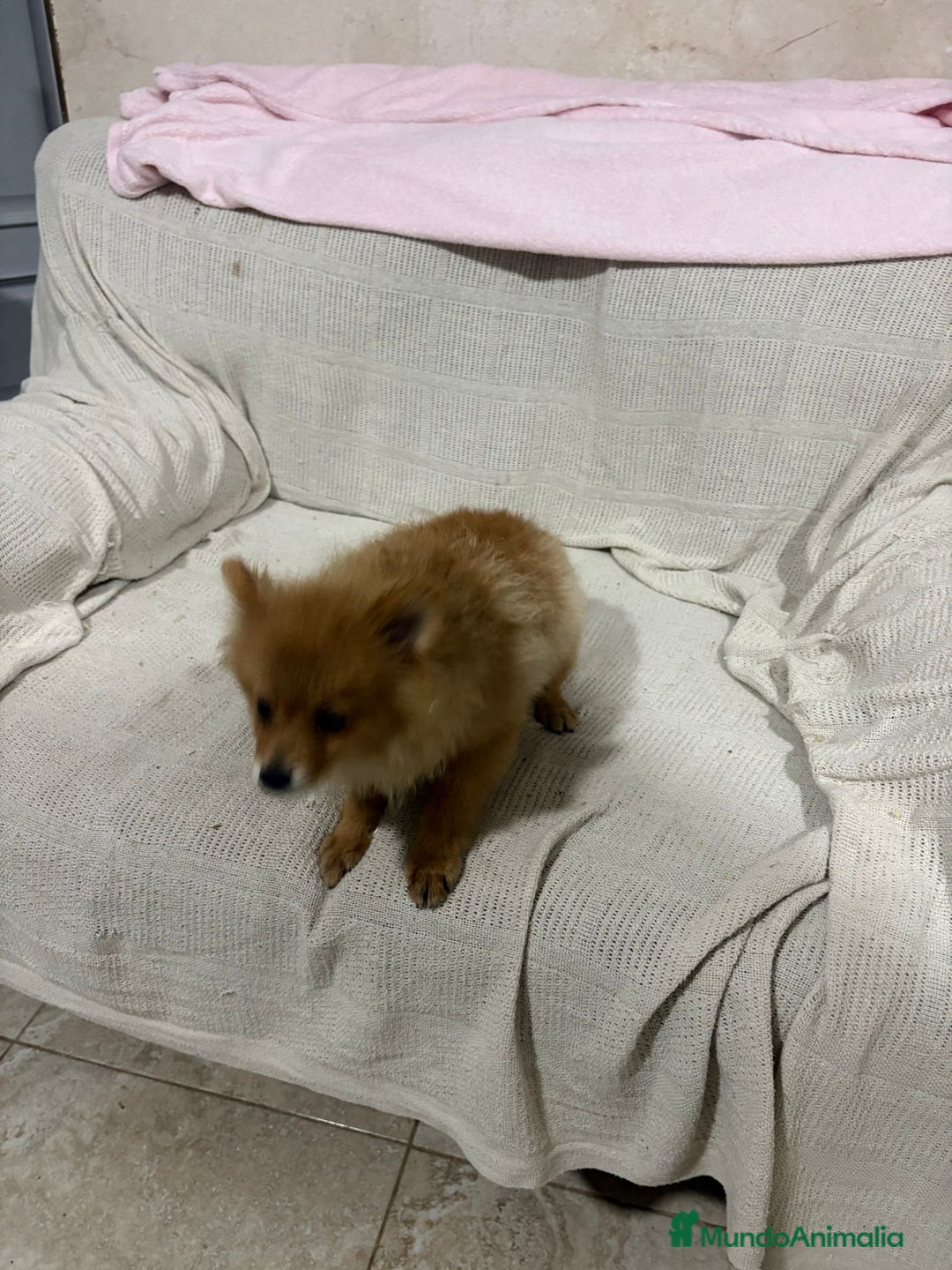 Pomerania perros en venta: Pomeranias machos 6 meses - Anuncio 3