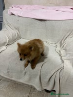 Pomerania perros Pomeranias machos 6 meses - Anuncio 4
