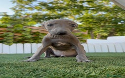 Pequeño Lebrel Italiano perros en venta: PICCOLO BLUE - Imagen 12