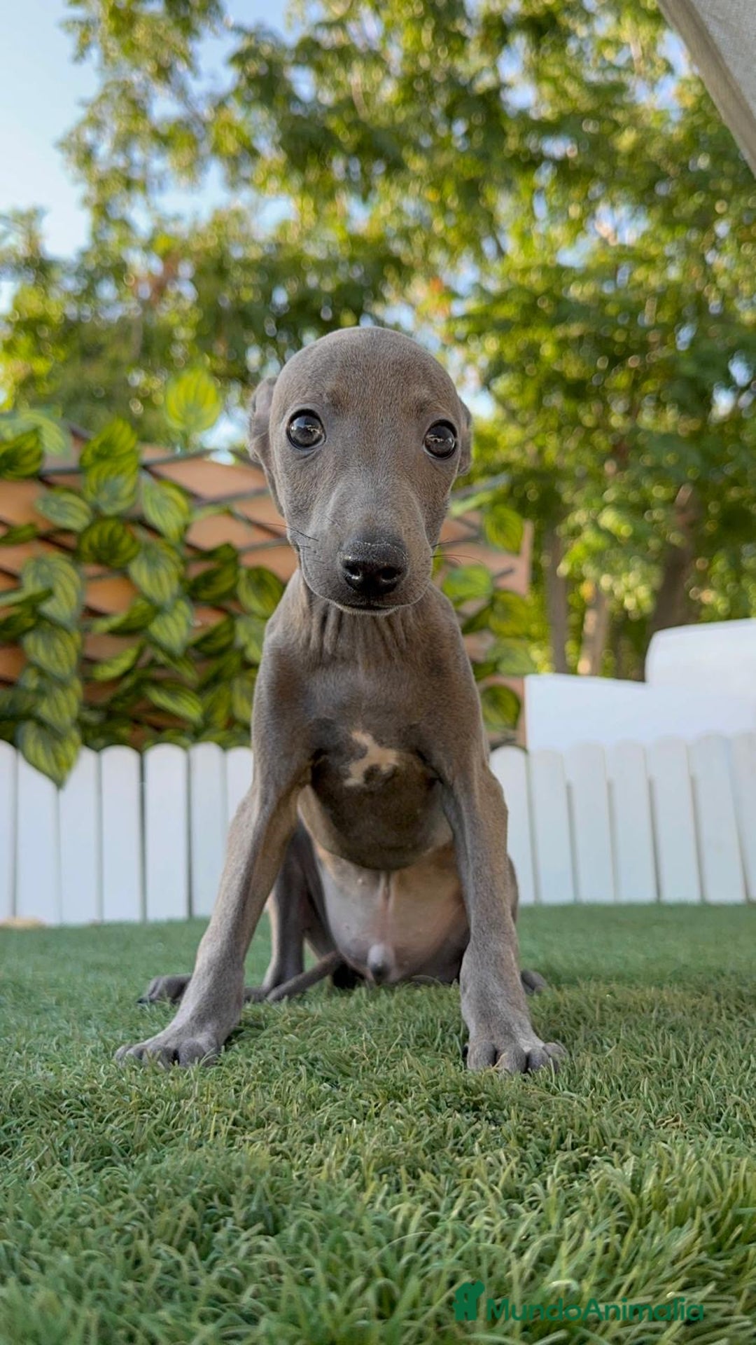 Pequeño Lebrel Italiano perros en venta: PICCOLO BLUE - Imagen 12