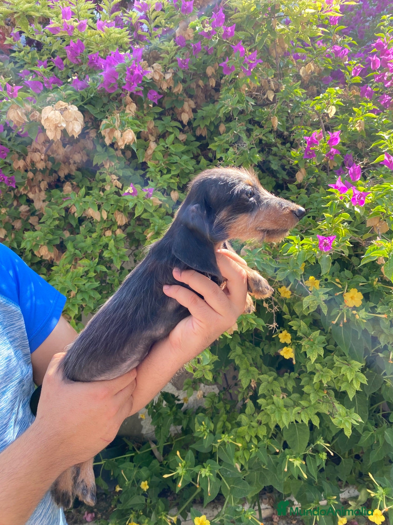 Teckel perros Cachorra de Teckel Kaninchen Pelo Duro  - Anuncio 2