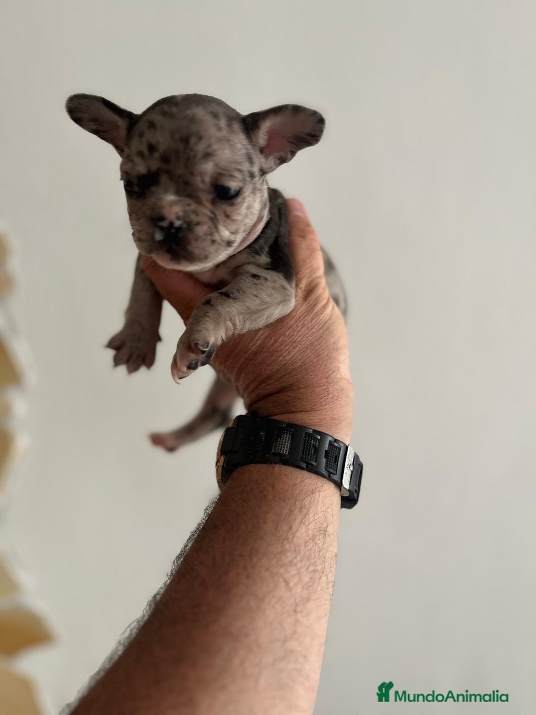Bulldog Francés perros en venta: Bulldog Francés Macho - Imagen 7