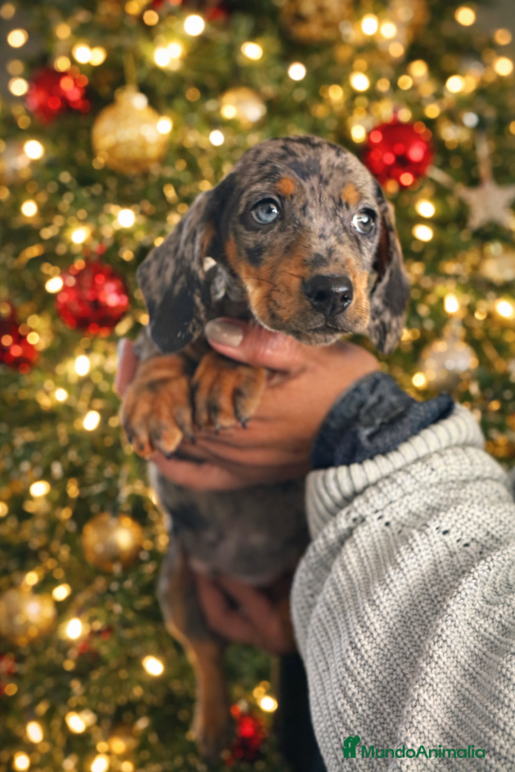 Teckel Miniatura perros TECKEL MINI HETEROCROMIA  - Anuncio 1