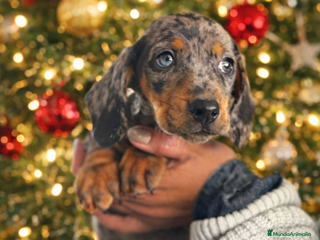 Teckel Miniatura perros TECKEL MINI HETEROCROMIA - Anuncio 4