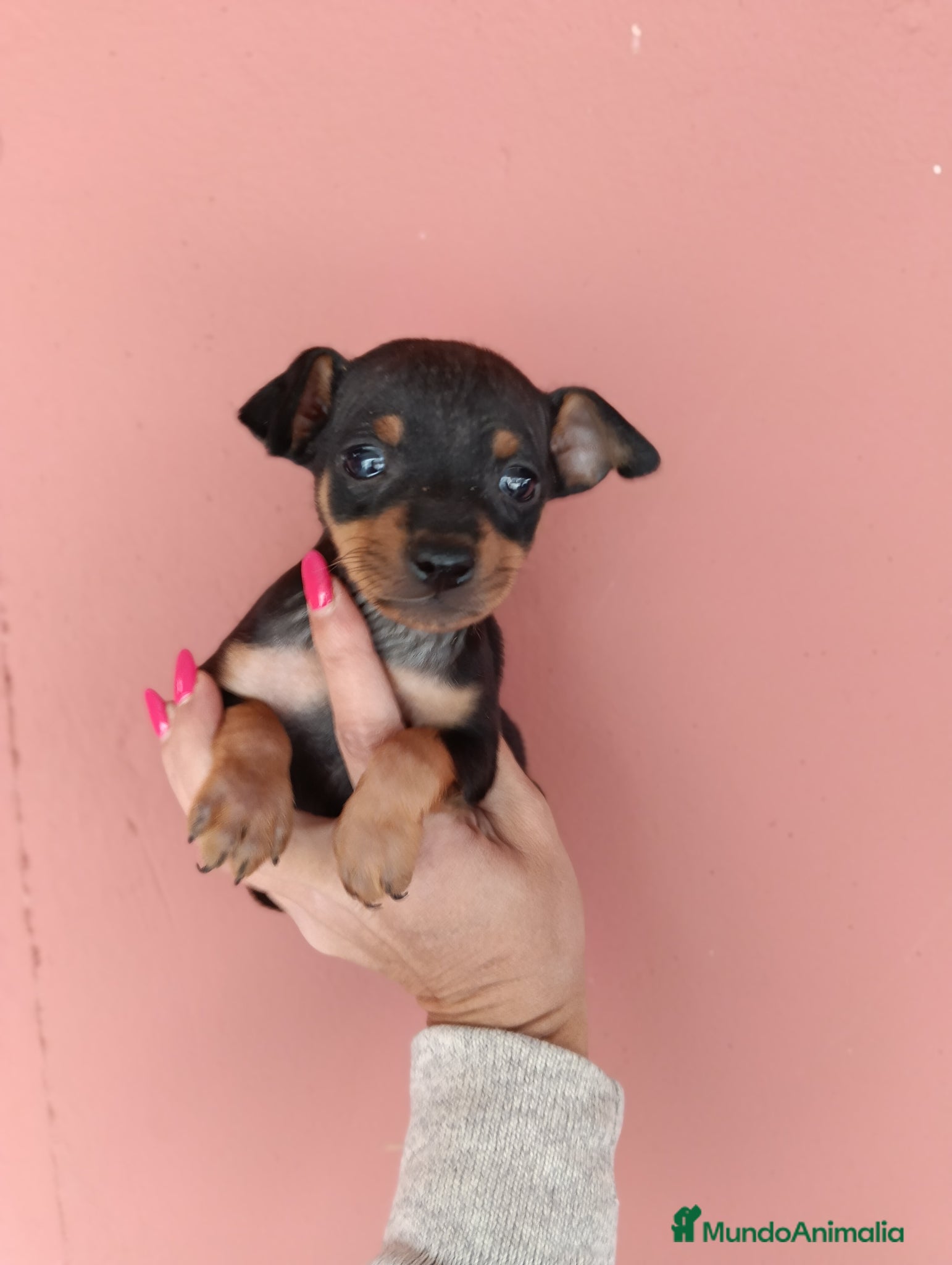 Pinscher Miniatura perros Pincher miniatura - Anuncio 2
