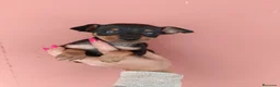 Pinscher Miniatura perros en venta: Pincher miniatura - Anuncio 1