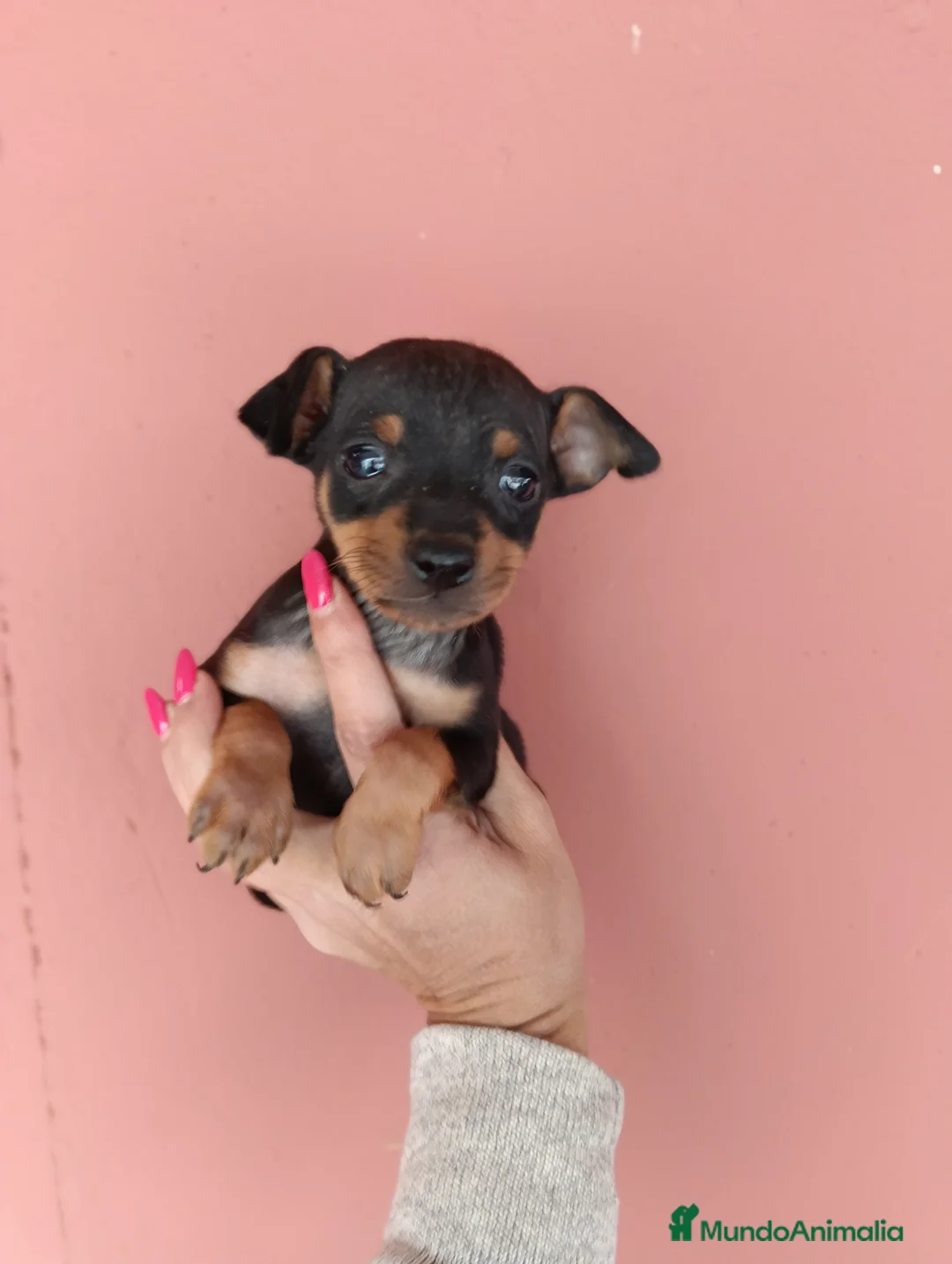 Pinscher Miniatura perros en venta: Pincher miniatura - Anuncio 1