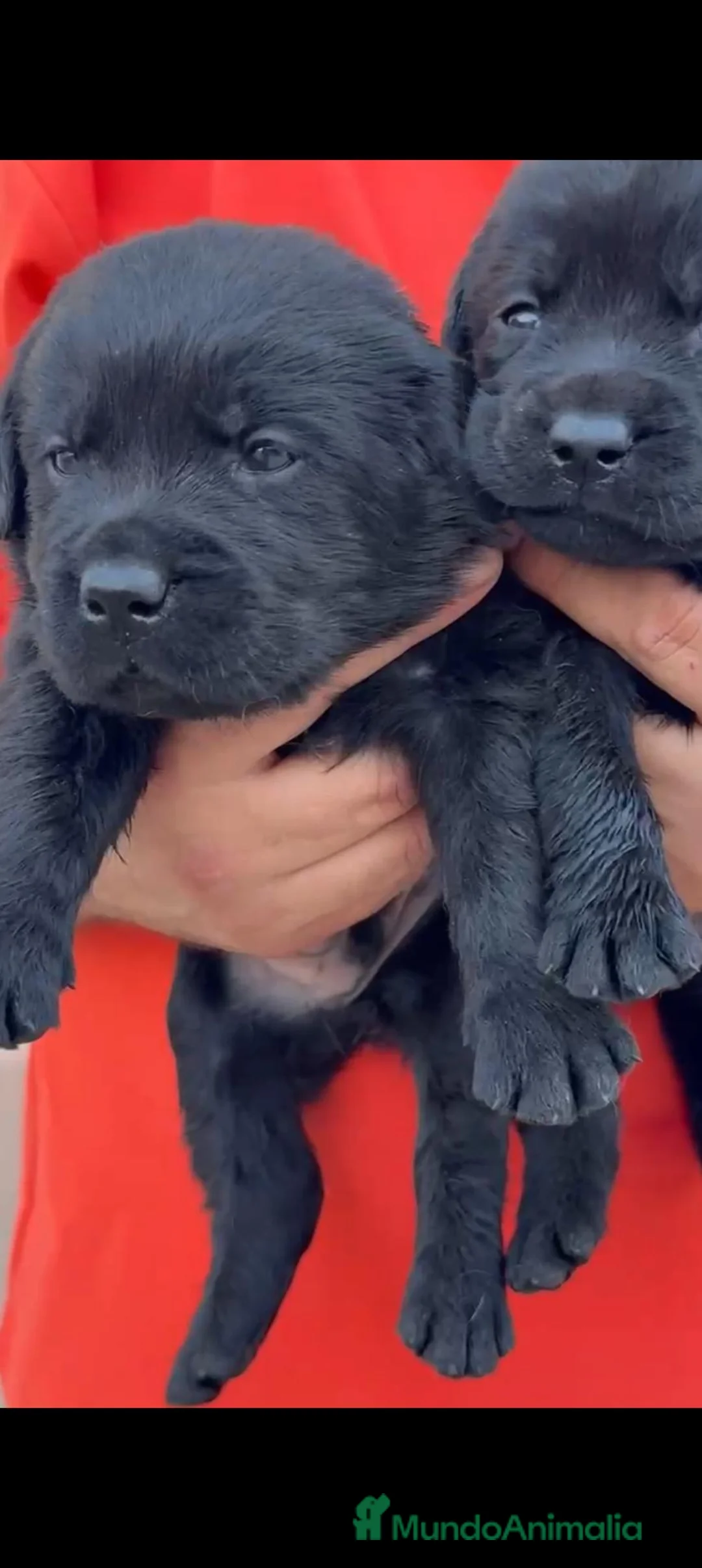 Labrador Retriever perros en venta: LABRADOR RETRIEVER CACHORROS  - Anuncio 2