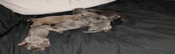 Raza Mixta perros en venta: Chipim azules y lilac - Anuncio 11